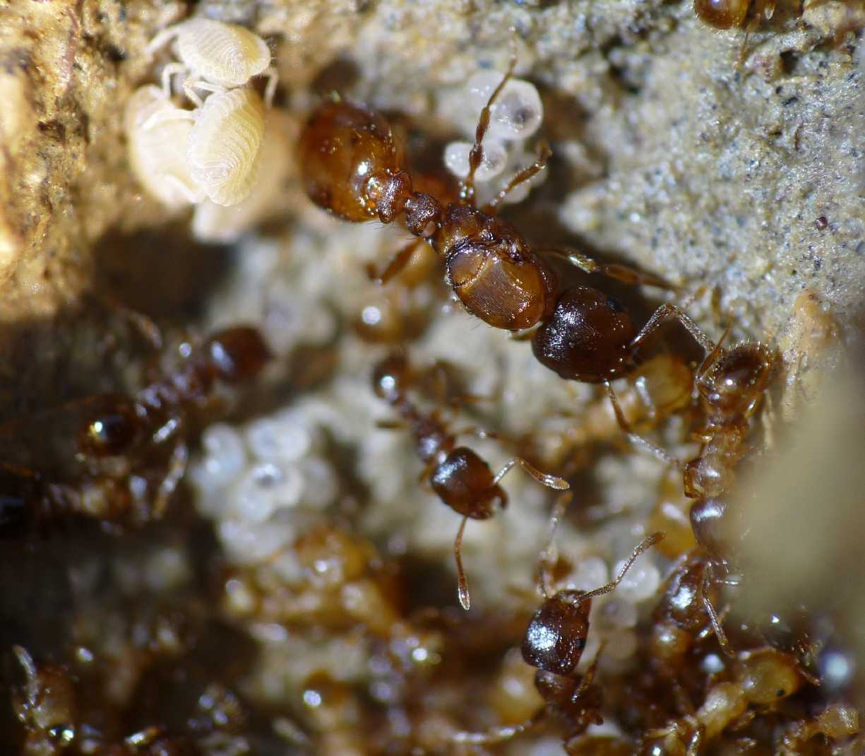 Tetramorium cfr semilaeve: foto di famiglia